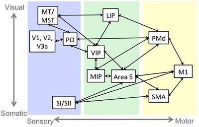 A Cohesive Framework for Motor Stereotypy in Typical and Atypical Development: The Role of Sensorimotor Integration